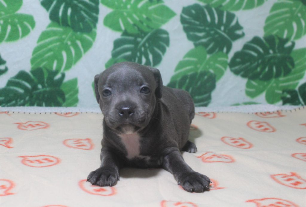 Des dames Chanoinesses - Chiot disponible  - Staffordshire Bull Terrier