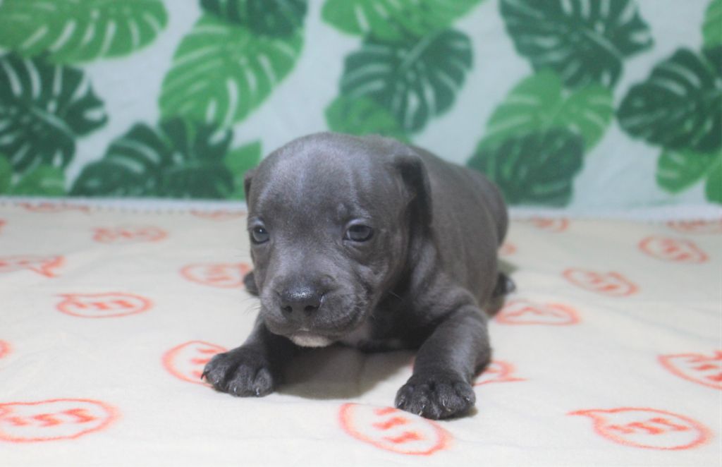 Des dames Chanoinesses - Chiot disponible  - Staffordshire Bull Terrier