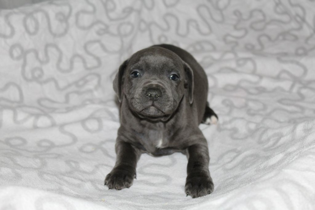 chiot Staffordshire Bull Terrier Des dames Chanoinesses
