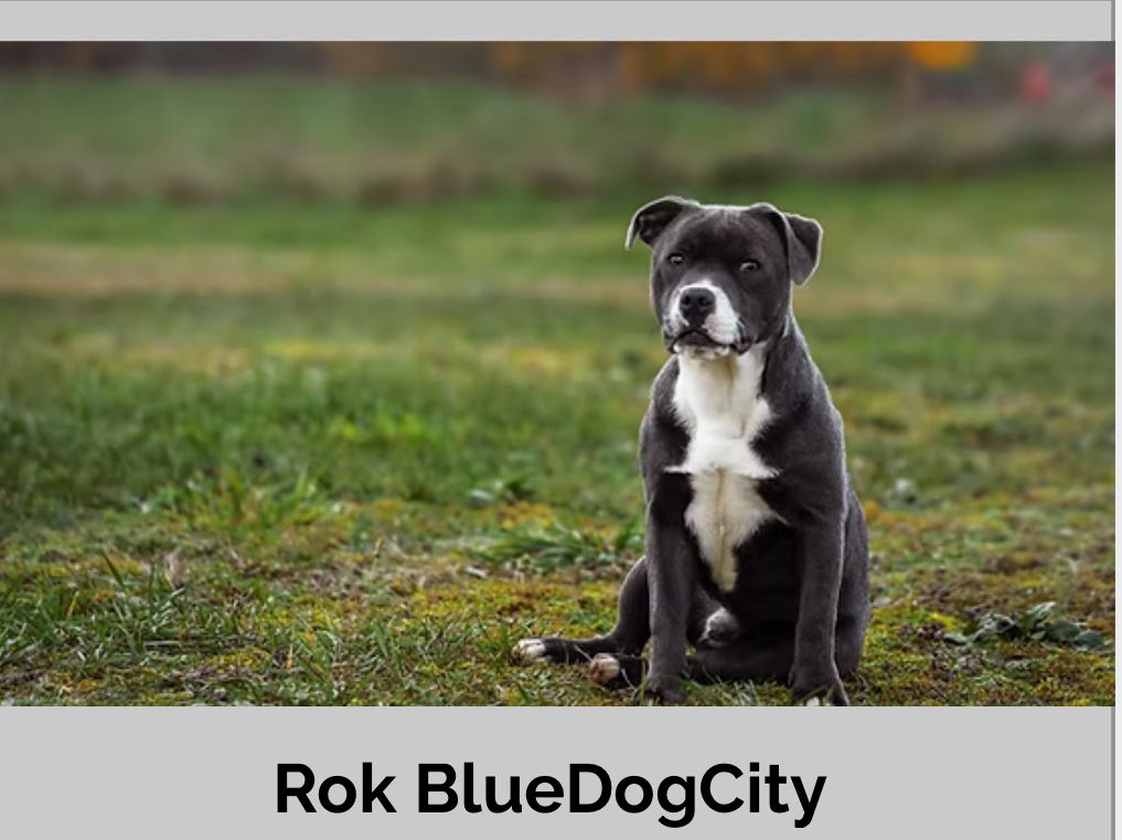 Rok Bluedogcity