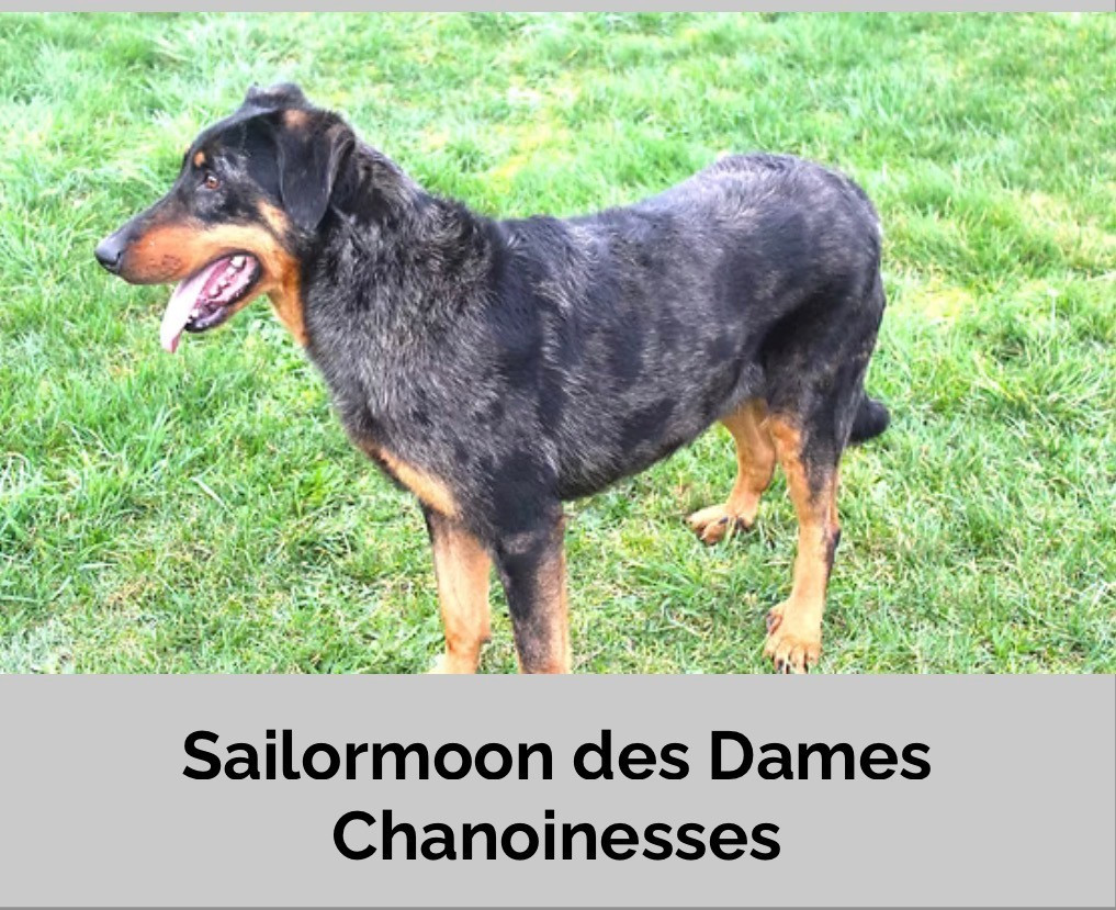 s'ailor moon des dames chaoinesse Des dames Chanoinesses