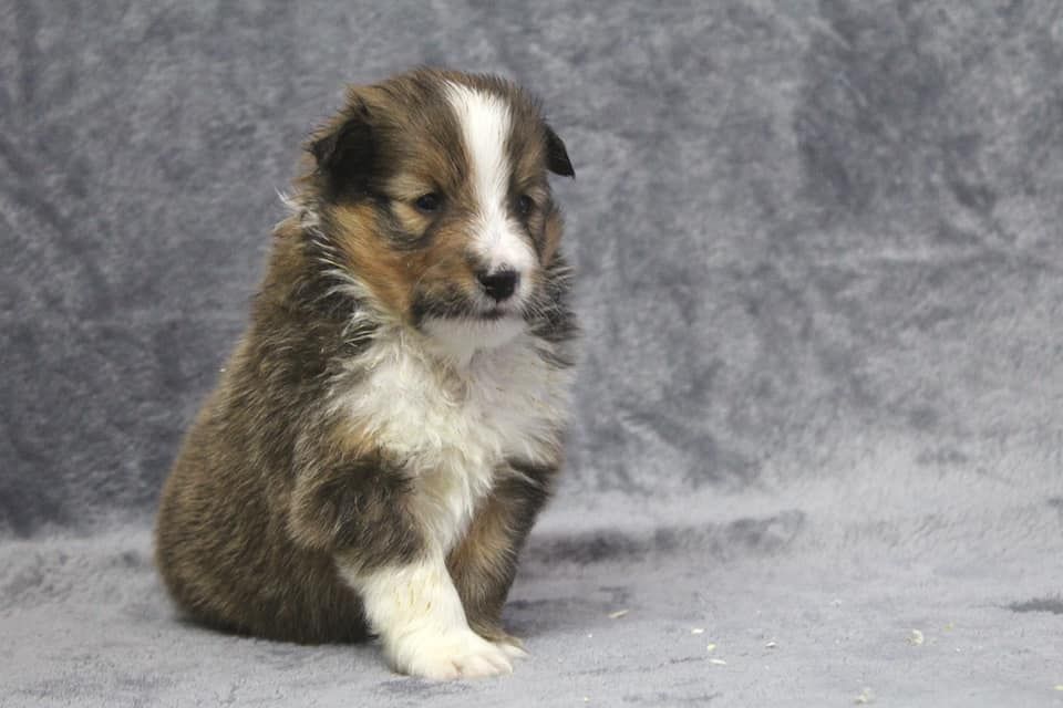 Des dames Chanoinesses - Chiots  à réserver