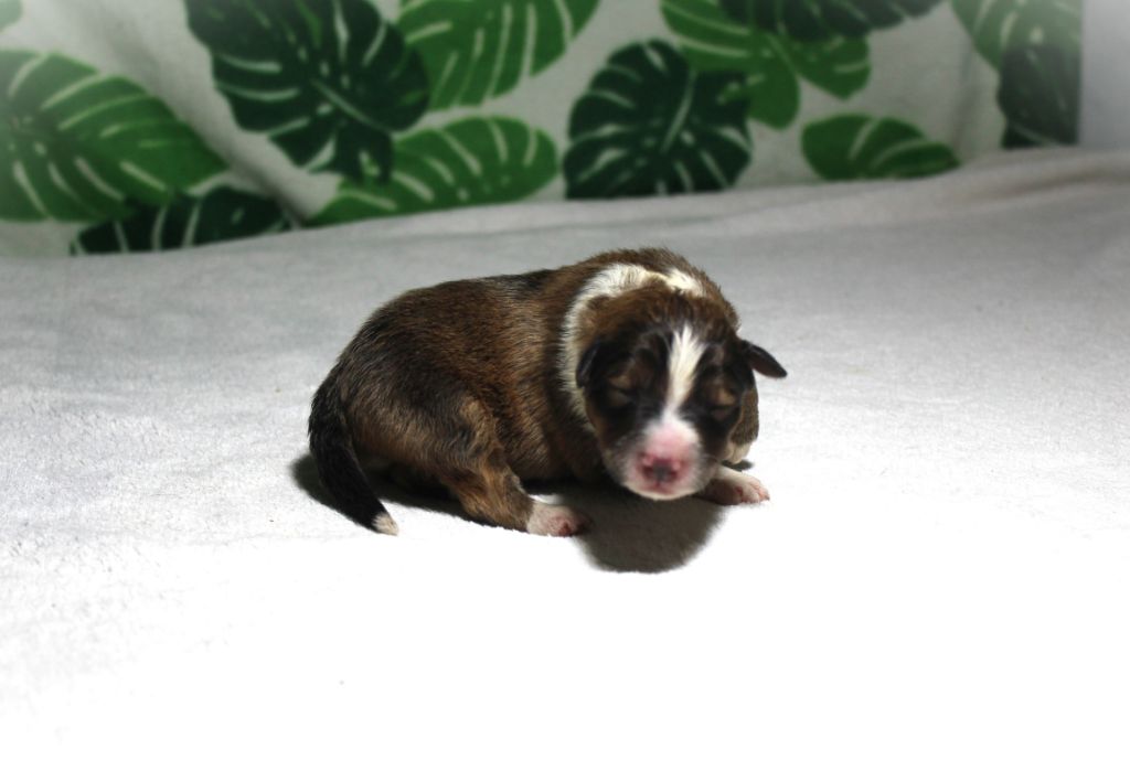 Des dames Chanoinesses - Chiots disponibles - Shetland Sheepdog
