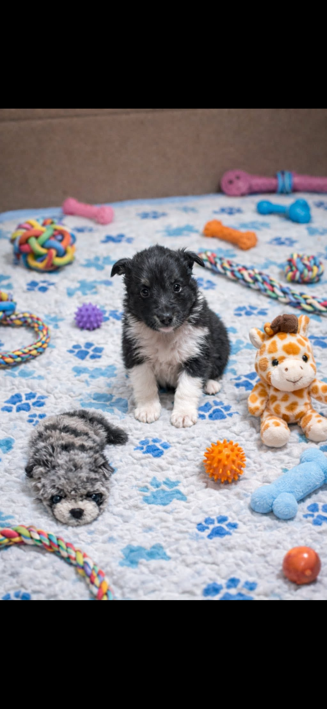 Des dames Chanoinesses - Chiots disponibles - Shetland Sheepdog