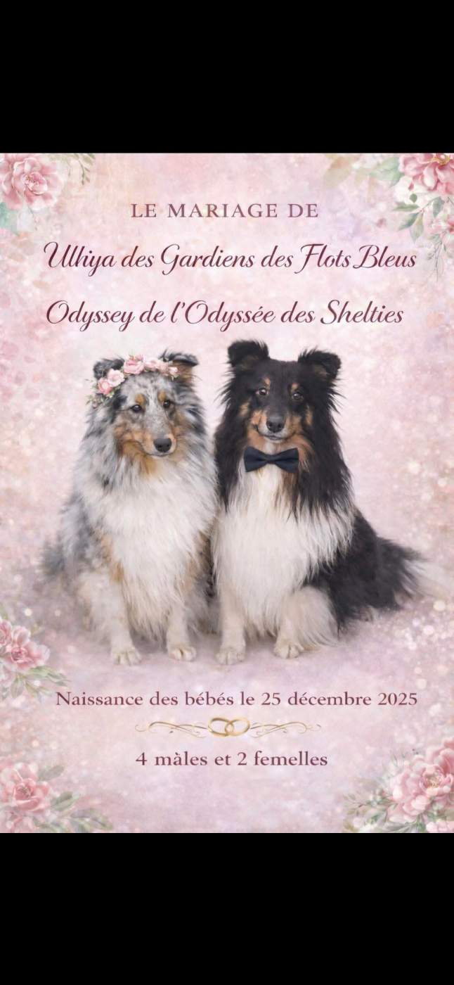 Chiot Shetland Sheepdog Des dames Chanoinesses