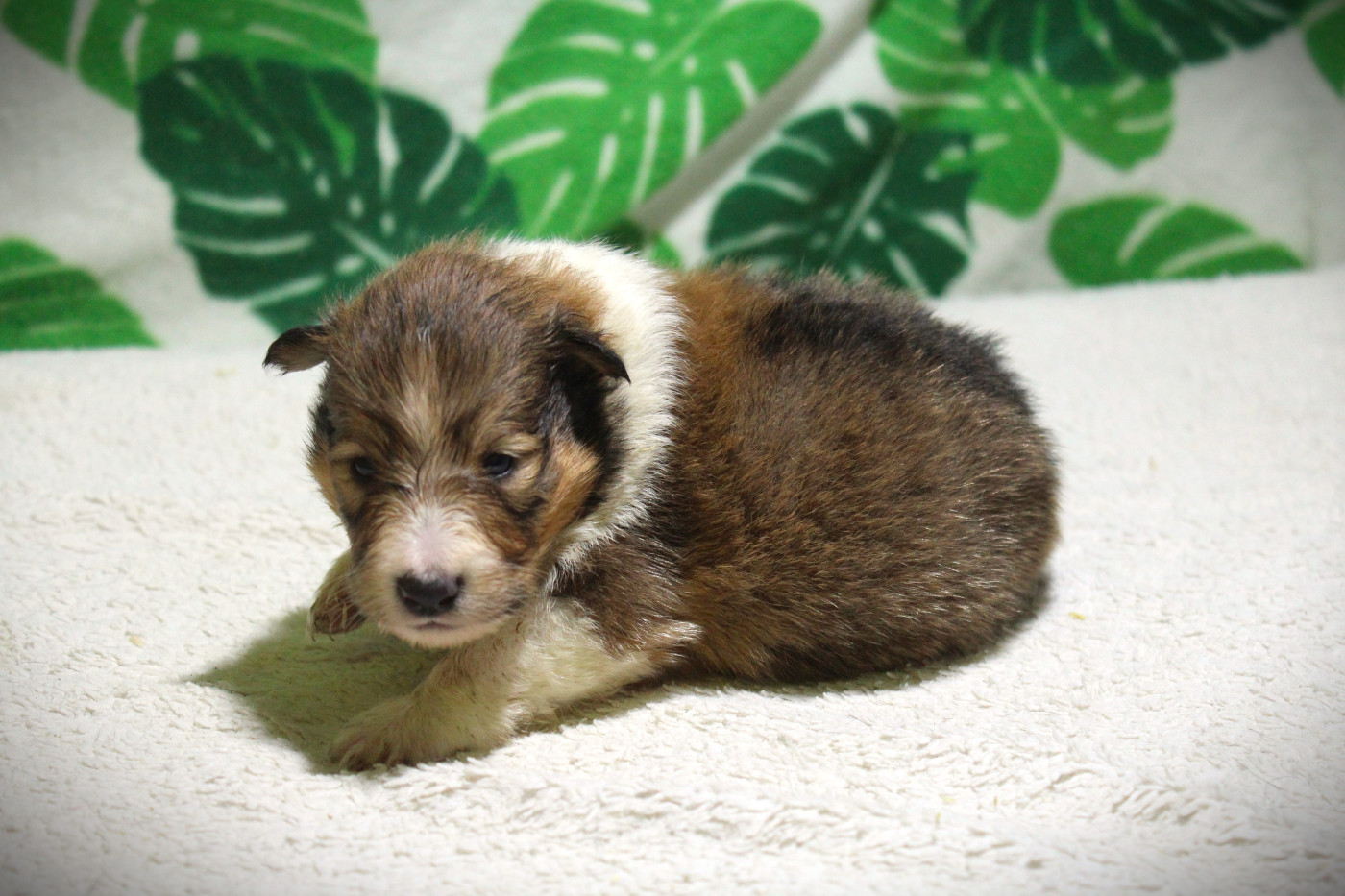 Des dames Chanoinesses - Chiots disponibles - Shetland Sheepdog