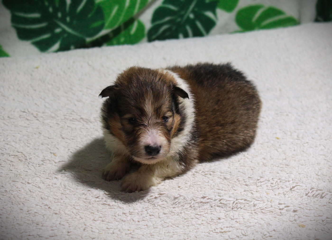 Des dames Chanoinesses - Chiots disponibles - Shetland Sheepdog