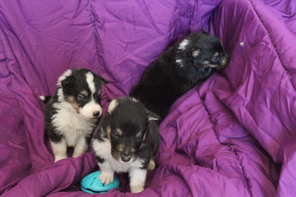 CHIOT