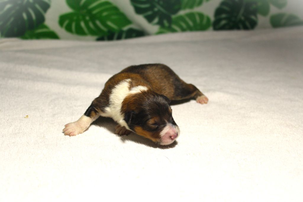Des dames Chanoinesses - Chiots disponibles - Shetland Sheepdog