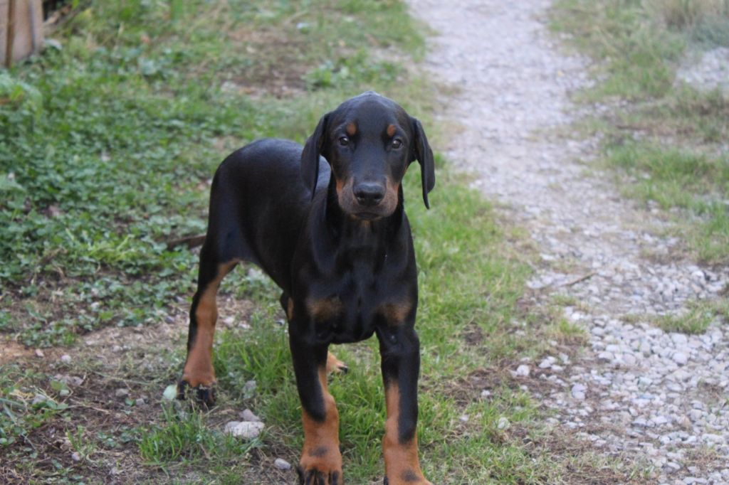 Des dames Chanoinesses - Chiots disponibles - Dobermann