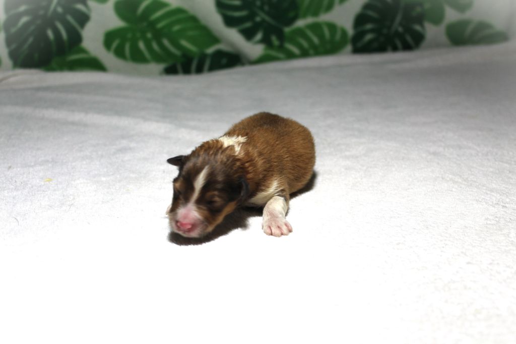 Des dames Chanoinesses - Chiots disponibles - Shetland Sheepdog