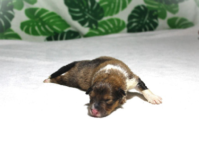 CHIOT 5