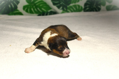 CHIOT 3