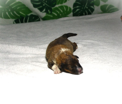 CHIOT 6