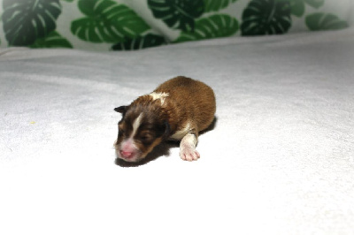 CHIOT 4