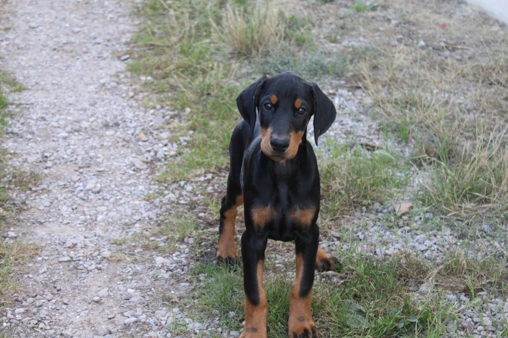 Des dames Chanoinesses - Chiots disponibles - Dobermann