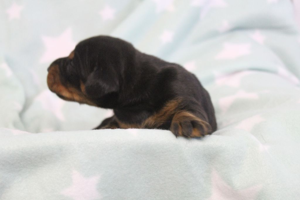 Des dames Chanoinesses - Chiots disponibles - Dobermann